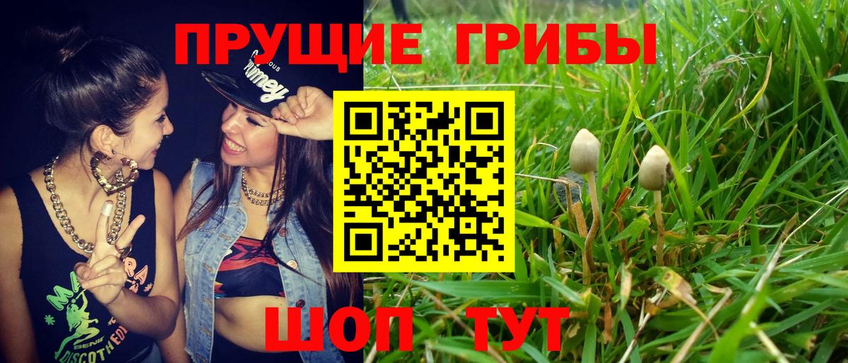 Псилоцибиновые грибы мицелий Карпинск